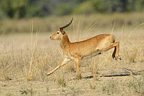 Puku (Kobus vardonii) male running, South Lungwa National Park, Zambia