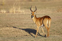 Puku (Kobus vardonii) male, South Lungwa National Park, Zambia