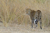 Leopard (Panthera pardus) in savannah grass, South Luangwa National Park, Zambia