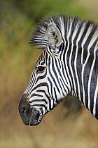 Zebra (Equus quagga), South Luangwa National Park, Zambia