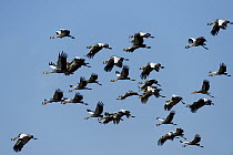Black-crowned Crane (Balearica pavonina) flock, South Luangwa National Park, Zambia