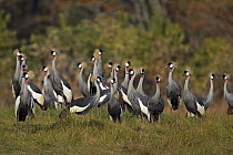 Black-crowned Crane (Balearica pavonina) flock, South Luangwa National Park, Zambia