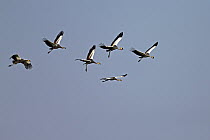 Black-crowned Crane (Balearica pavonina) flock flying, South Luangwa National Park, Zambia