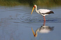 Yellow-billed Stork (Mycteria ibis) foraging in shallow water, Luangwa River, South Lungwa National Park, Zambia