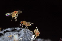 Fruit Fly (Drosophila melanogaster) group attracted to American Blueberries (Vaccinium corymbosum), Oregon