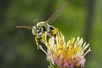 Metallic Green Bee (Agapostemon virescens) on flower stamens covered with pollen, Oregon