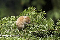 Red Tree Vole (Arborimus longicaudus) male among Douglas-fir (Pseudotsuga menziesii) needles