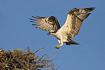 Osprey (Pandion haliaetus) landing at nest, Europe