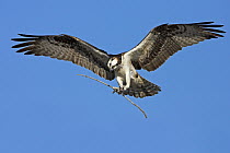 Osprey (Pandion haliaetus) carrying stick for nesting, Europe