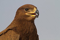 Steppe Eagle (Aquila nipalensis), Oman