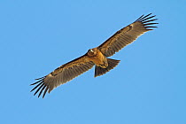 Greater Spotted Eagle (Aquila clanga) flying, Oman