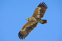 Steppe Eagle (Aquila nipalensis) flying, Oman