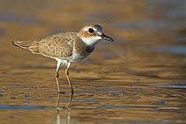 Greater Sand Plover (Charadrius leschenaultii), Oman
