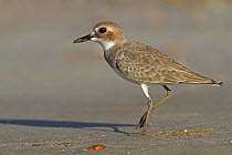 Greater Sand Plover (Charadrius leschenaultii), Oman