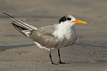 Lesser Crested Tern (Sterna bengalensis), Oman