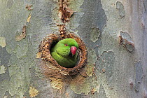 Rose-ringed Parakeet (Psittacula krameri) in nest cavity, Germany