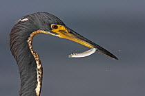 Tricolored Heron (Egretta tricolor) with fish prey, Fort Myers Beach, Florida