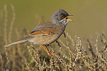Spectacled Warbler (Sylvia conspicillata) male calling, Spain