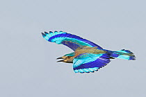 Indian Roller (Coracias benghalensis) flying, Oman