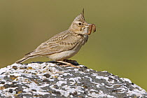 Crested Lark (Galerida cristata) with insect prey, Greece
