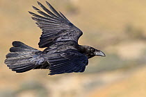 Canary Island Raven (Corvus corax tingitanus) flying, Canary Islands, Spain