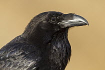 Canary Island Raven (Corvus corax tingitanus), Canary Islands, Spain