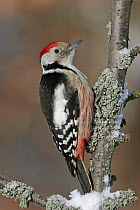 Middle Spotted Woodpecker (Dendrocopos medius), Germany