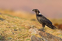 White-necked Raven (Corvus albicollis), South Africa