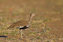 Red-crested Bustard (Lophotis ruficrista) female, South Africa