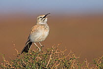 Greater Hoopoe-Lark (Alaemon alaudipes) calling, Erfoud, Morocco