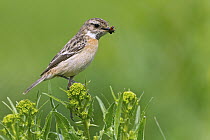 European Stonechat (Saxicola rubicola) female with insect prey, Germany