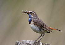 White-spotted Bluethroat (Luscinia svecica cyanecula) male with insect prey, Germany