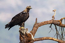 Spanish Imperial Eagle (Aquila adalberti) female with prey, Spain