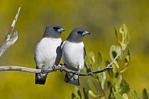 White-breasted Woodswallow (Artamus leucorynchus) pair, Queensland, Australia