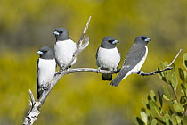 White-breasted Woodswallow (Artamus leucorynchus) group, Queensland, Australia