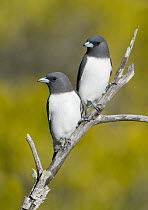 White-breasted Woodswallow (Artamus leucorynchus) pair, Queensland, Australia