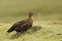 Red Grouse (Lagopus scoticus), Yorkshire, England