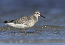 Red Knot (Calidris canutus) in water, Germany