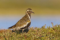 Golden Plover (Pluvialis apricaria) in breeding plumage, Iceland