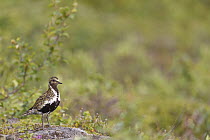Golden Plover (Pluvialis apricaria) in breeding plumage, Iceland