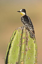 White-fronted Woodpecker (Melanerpes cactorum) atop cactus, Bolivia