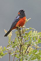 Scarlet-bellied Mountain-Tanager (Anisognathus igniventris), Bolivia
