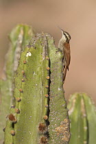 Narrow-billed Woodcreeper (Lepidocolaptes angustirostris) on cactus, Bolivia