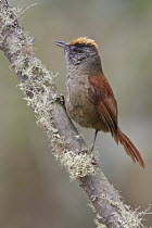 Light-crowned Spinetail (Cranioleuca albiceps), Bolivia