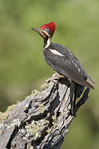 Lineated Woodpecker (Dryocopus lineatus), Bolivia
