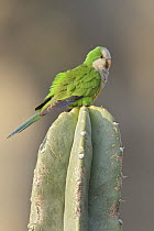 Cliff Parakeet (Myiopsitta luchsi) atop cactus, Bolivia