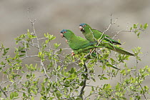 Blue-crowned Parakeet (Aratinga acuticaudata) pair, Bolivia