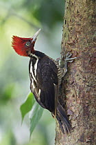 Pale-billed Woodpecker (Campephilus guatemalensis) male, Costa Rica