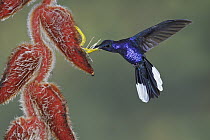 Violet Sabre-wing (Campylopterus hemileucurus) hummingbird feeding on flower nectar, Costa Rica
