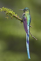 Long-tailed Sylph (Aglaiocercus kingi) hummingbird, Ecuador